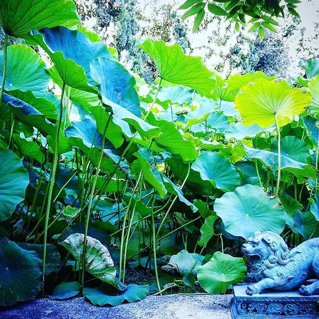 Villa Della Pergola Relais Et Chateaux Alassio Exteriér fotografie